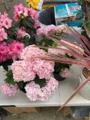 3 potted pink hydrangeas