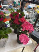 3 potted pink hydrangeas