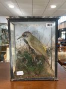Taxidermy: stuffed Green Woodpecker in display case