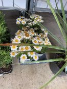 Tray containing 6 Leucanthemum Snow Ladies