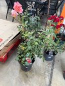 Large potted Fragrant Delight floribunda rose