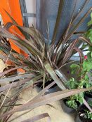 Potted Phormium plant