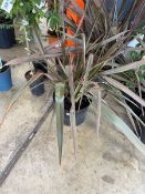 Potted Phormium plant