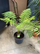 Potted Dickson-Tasmania fern