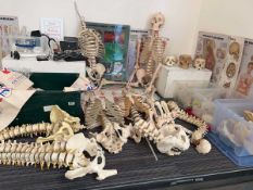 Collection of human anatomical skeletal models to include: full and part skeletons, spines,