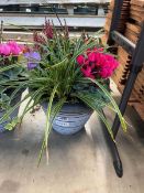 +VAT Plant pot to include Cyclamen, Ivy, Violas, Pansies etc