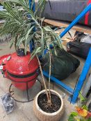 Dracaena in wicker plant pot