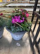 +VAT Plant pot to include Cyclamen, Ivy, Violas, Pansies etc