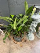 Peace Lily with plant pot