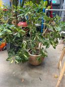 Gold Capella plus a wicker plant pot