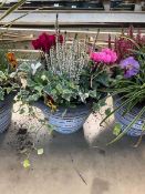 +VAT Plant pot to include Cyclamen, Ivy, Violas, Pansies etc