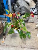 Anthurium with plant pot