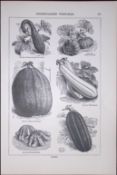 Kitchen Garden Vegetables Antique Edwardian Robert Thompson Print-10