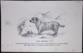 Skye Terrier British Dogs by Hugh Dalziel 1889 Antique Book Plate-59