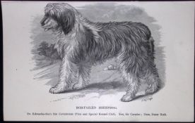 Bob-Tailed Sheepdog British Dogs by Hugh Dalziel 1889 Antique Book Plate-40