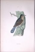 Wryneck Rev Morris Antique History of British Birds 130 Years-Old Engraving-152