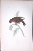 Redpole Rev Morris Antique History of British Birds 130 Years-Old Engraving-59