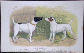 Fox Terriers British Dogs by Hugh Dalziel 1889 Antique Coloured Book Plate-13