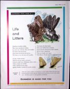 Guinness 1961 Original 64 Years-Old Print Rabbit Litters- G.E.3384-A.