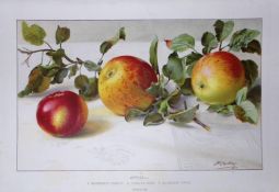 Selection Species of Apples Antique Edwardian Robert Thompson Print-1