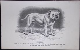 Bulldog British Dogs by Hugh Dalziel 1889 Antique Book Plate-42