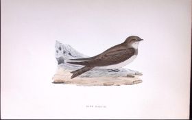 Sand Martin Rev Morris Antique History of British Birds 130 Years-Old Engraving-163