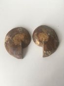 Fossil Shell, Ammonite (Perispimctes) Madagascan,9x4, Full Large, Polished, 200 Million Years