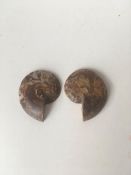 Fossil Shell, Ammonite (Perispimctes) Madagascan, 5 ½x2 ½ Full Medium, Polished, 200 Million Year...