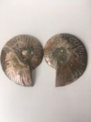 Fossil Shell, Ammonite (Perispimctes) Madagascan, 14x3 Full Large, Polished, 200 Million Years Ol...