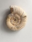 Fossil Shell Ammonite (Perispimctes) Jurassic, 8x2½ British, Dorset, Full Large, 200 Million Year...