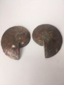 Fossil Shell, Ammonite (Perispimctes) Madagascan,12x2 1/2 Full Large, Polished, 200 Million Years