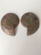 Fossil Shell, Ammonite (Perispimctes) Madagascan, 7x2, Full Medium, Polished, 200 Million Years