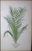 Spiny Date Palm Edward Step Rare Antique Botanical Book Plate-289