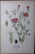 Rose Campion Flower Edward Step Rare Antique Botanical Book Plate-42