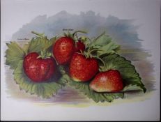 Strawberries- Veitch, Latsona Dr Hogg, Antique Mary Rivers Illustration-45