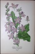 Chimney Bell-Flower Edward Step Rare Antique Botanical Book Plate-160