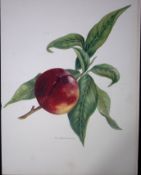 Nectarine Pine Apple Antique Mary Rivers Fruit Illustration-21.