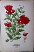 Pomegranate Edward Step Rare Antique Botanical Book Plate-101
