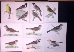 Job-Lot Rev Morris Larks, Buntings, Yellow Hammer 1888 Antique Lithographs -7.