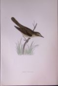 Marsh Warbler Rev Morris Antique History of British Birds 130 Years-Old Engraving-117