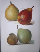 Pears Louise Bonne of Jersey, Fondante Autonme, Antique Mary Rivers Illustration-14.