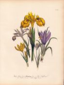 Jane Loudon Rare 165-Yr-Old Antique British Wildflower Hand-Coloured Plate-54