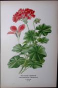 Ivy-Leafed Geranium Edward Step Rare Antique Botanical Book Plate-55