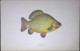 Crucian Fish Scarce Antique 1877 J. Couch Woodblock Engraving-131