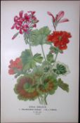 Zonal Geranium Edward Step Rare Antique Botanical Book Plate-54