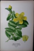 Rose of Sharon Edward Step Rare Antique Botanical Book Plate-45