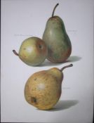 Pears Summer Beurre DAremberg, Beurre Rance, Beurre Diel, Antique Mary Rivers Illustration-13.