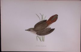Rufous Warbler Rev Morris Antique History of British Birds 130 Years-Old Engraving-116