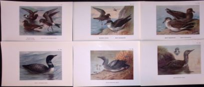 Job-Lot 11 Thorburn Bird Divers, Grebe, Petrel, Snipe Antique Prints 15.