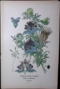 Spanish Fennel Edward Step Rare Antique Botanical Book Plate-8